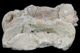Xiphactinus (Cretaceous Fish) Vertebra - Kansas #60683-2